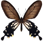 schmetterling0380115.jpg