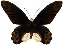 schmetterling0380116.jpg