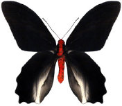 schmetterling0380117.jpg