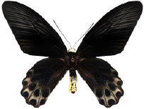 schmetterling0380118.jpg