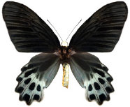 schmetterling0380119.jpg