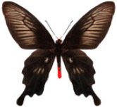 schmetterling0380120.jpg