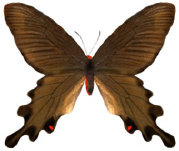schmetterling0380121.jpg