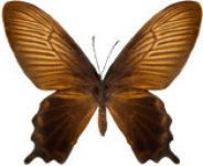 schmetterling0380122.jpg