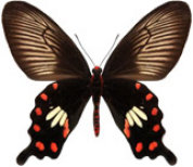 schmetterling0380123.jpg