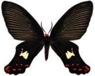 schmetterling0380124.jpg