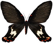 schmetterling0380125.jpg