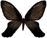 schmetterling0380126.jpg