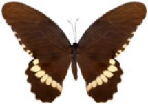 schmetterling0380127.jpg