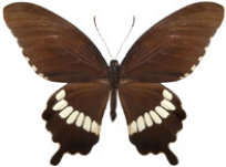 schmetterling0380128.jpg