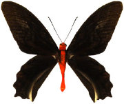 schmetterling0380129.jpg
