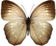 schmetterling0380131.jpg