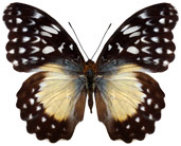 schmetterling038061.jpg