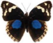 schmetterling038062.jpg