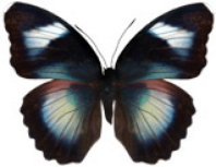 schmetterling038063.jpg