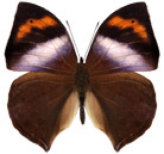 schmetterling038064.jpg