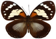 schmetterling038065.jpg