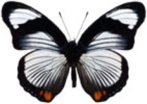 schmetterling038066.jpg