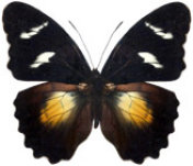 schmetterling038067.jpg