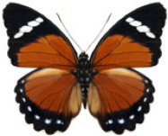 schmetterling038068.jpg