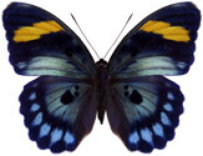 schmetterling038069.jpg