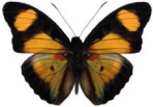 schmetterling038070.jpg