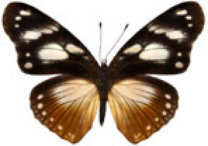 schmetterling038071.jpg