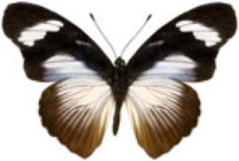 schmetterling038072.jpg