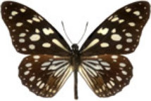 schmetterling038073.jpg