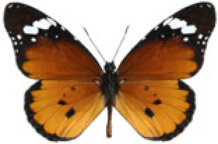 schmetterling038074.jpg