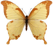 schmetterling038075.jpg