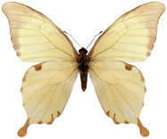 schmetterling038076.jpg