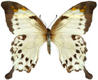 schmetterling038077.jpg