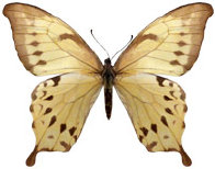 schmetterling038078.jpg