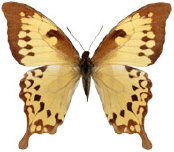 schmetterling038079.jpg