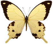 schmetterling038080.jpg