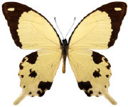 schmetterling038081.jpg