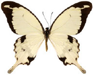 schmetterling038082.jpg