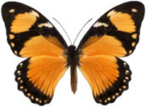 schmetterling038083.jpg