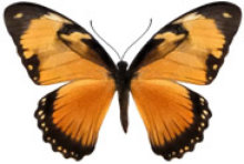 schmetterling038084.jpg