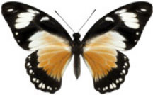 schmetterling038085.jpg