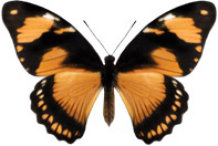 schmetterling038086.jpg