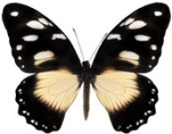 schmetterling038087.jpg