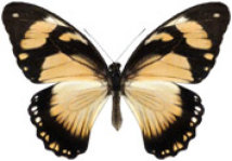 schmetterling038088.jpg
