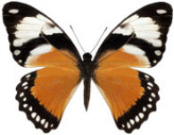 schmetterling038089.jpg