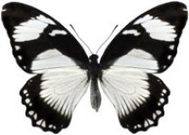 schmetterling038090.jpg