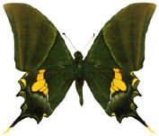 schmetterling038091.jpg