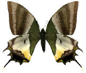 schmetterling038092.jpg