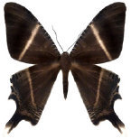 schmetterling038093.jpg