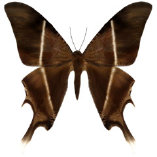 schmetterling038094.jpg